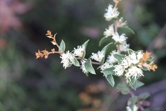 Hakea ferruginea