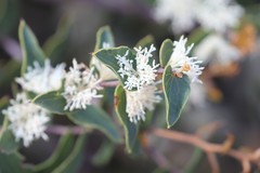 Hakea ferruginea