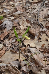 Uvularia puberula