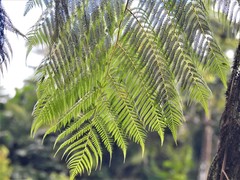 Cyathea arborea