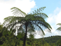 Cyathea arborea