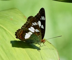 Moduza procris milonia