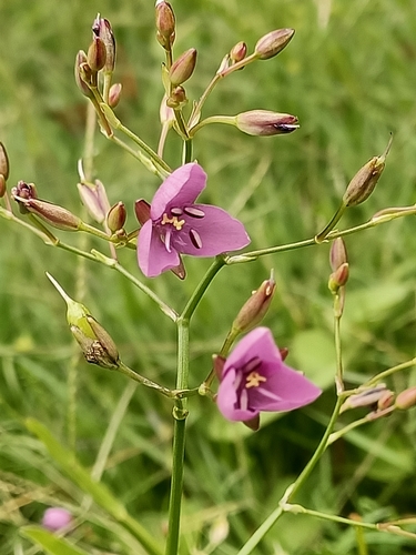 Murdannia graminea (Murdannia graminea)