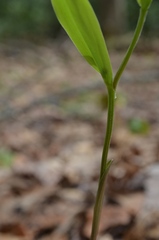 Uvularia puberula