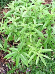 Aloysia citrodora