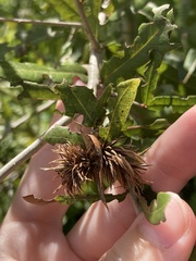 Andricus quercusfoliatus