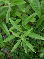 Aloysia citrodora