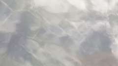 Hippocampus capensis