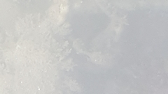 Hippocampus capensis