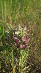 Anacamptis coriophora