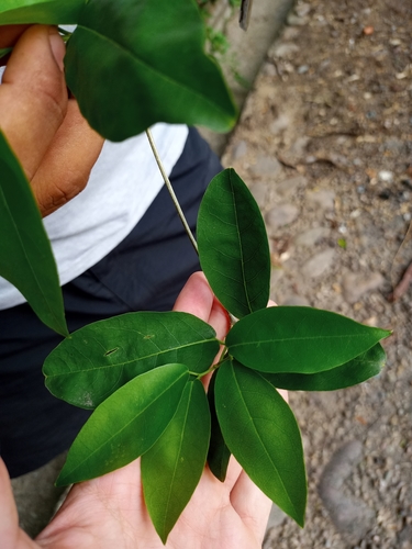 Image of Bignonia callistegioides by no rights reserved