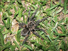 Grammostola pulchripes
