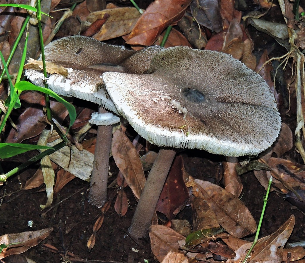 Macrolepiota cyanolamellata