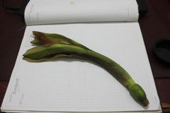 Pachira