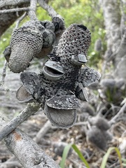 Banksia aemula
