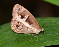 Posttaygetis penelea