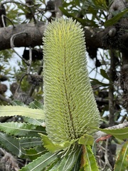 Banksia aemula