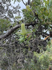 Banksia aemula