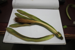 Pachira