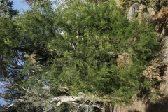 Callitris rhomboidea