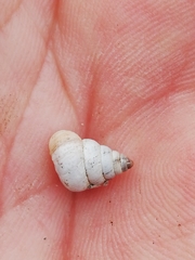 Cochlicella conoidea