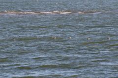 Podiceps auritus