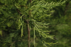 Callitris rhomboidea