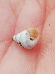 Cochlicella conoidea