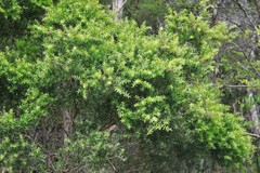 Melaleuca sieberi