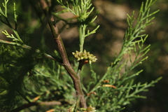 Callitris rhomboidea