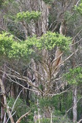 Melaleuca sieberi