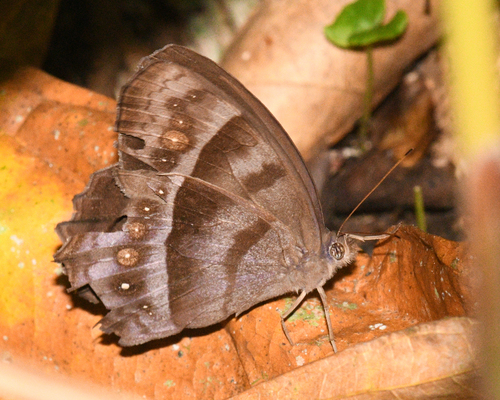 Taygetis celia