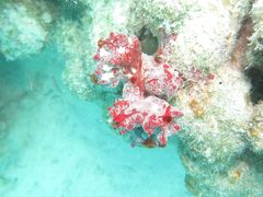 Monanchora arbuscula