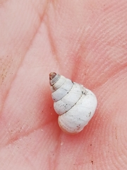 Cochlicella conoidea