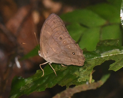 Pseudodebis valentina