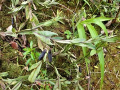 Crotalaria stipularia
