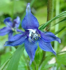 Delphinium bakeri