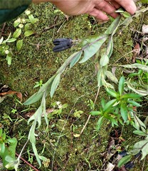 Crotalaria stipularia