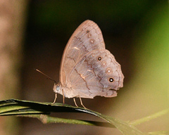 Pseudodebis valentina