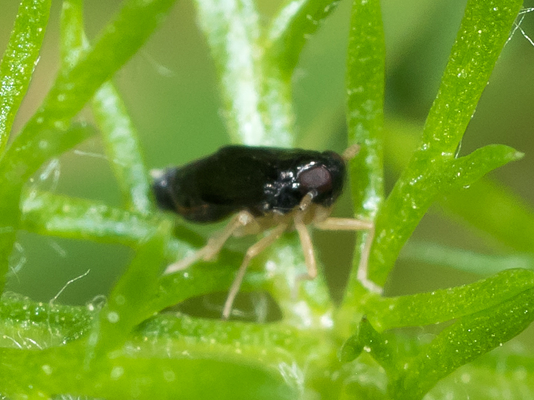 Delphacodes balli