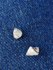 Cochlicella conoidea