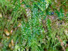 Plagiothecium succulentum