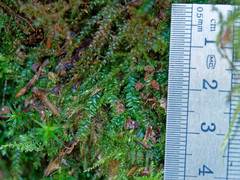 Plagiothecium succulentum