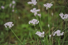 Allium drummondii