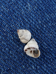 Cochlicella conoidea