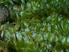 Plagiothecium succulentum