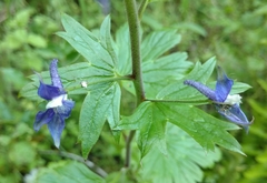 Delphinium bakeri
