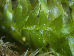 Plagiothecium succulentum