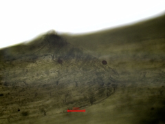 Plagiothecium succulentum