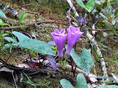 Ipomoea setifera